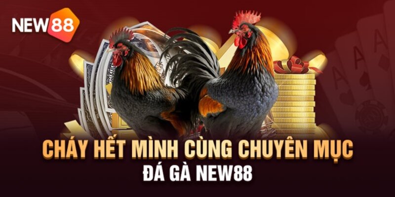 Sảnh đá gà New88